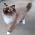 Mooie Ragdoll kitten, Poes, Ontwormd, 0 tot 2 jaar