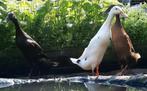 Broedeieren indische loopeend ZWART WIT.  ZELDZAAM!, Dieren en Toebehoren, Pluimvee, Eend, Geslacht onbekend