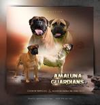 bullmastiff puppies, Dieren en Toebehoren, België, Particulier, Overige rassen, CDV (hondenziekte)