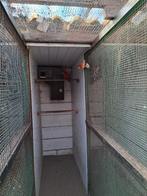 robino, Dieren en Toebehoren, Vogels | Parkieten en Papegaaien, Meerdere dieren, Parkiet, Geringd