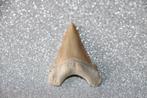 Palaeocarcharodon orientalis, Ophalen of Verzenden, Fossiel