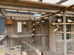 Oud-Duitse ekstertuimelaars, Dieren en Toebehoren, Vogels | Duiven, Meerdere dieren, Overige soorten
