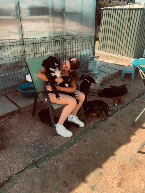 Aangeboden:Honden uitlaten NoordHolland Hondenuitlaatservice, Diensten en Vakmensen, Dieren | Honden | Verzorging, Oppas en Les
