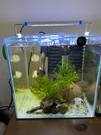 Garnalen aquarium, Ophalen of Verzenden