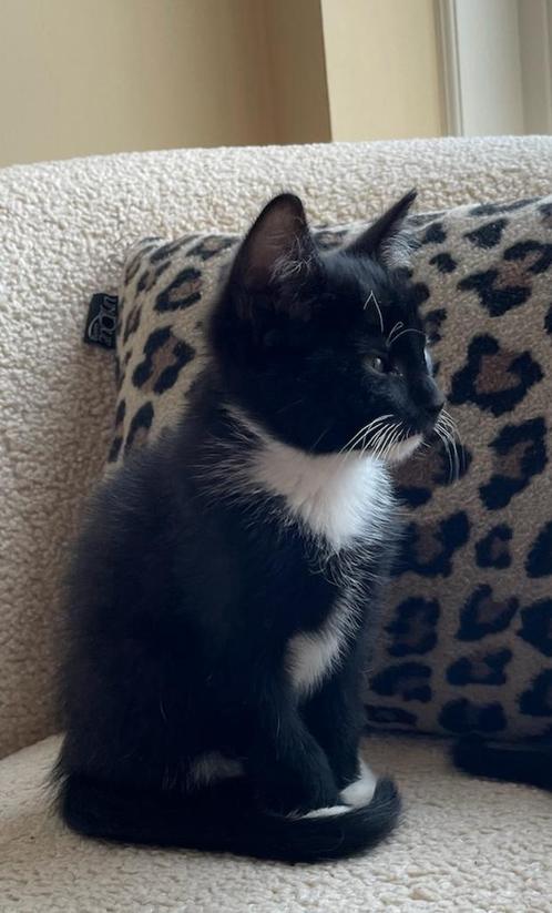 Schattige kittens! Nog slechts 2 te koop, Dieren en Toebehoren, Katten en Kittens | Overige Katten, Kortharig, Meerdere dieren