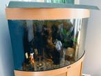 Hoek aquarium incl vissen met onderkast., Dieren en Toebehoren, Ophalen, Zo goed als nieuw, Gevuld zoetwateraquarium
