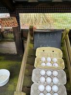 Ze zijn er weer: kakelverse eieren, Dieren en Toebehoren, Ophalen, Nieuw