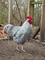 Noord-Hollandse Blauwe haan, Dieren en Toebehoren, Pluimvee, Mannelijk, Kip