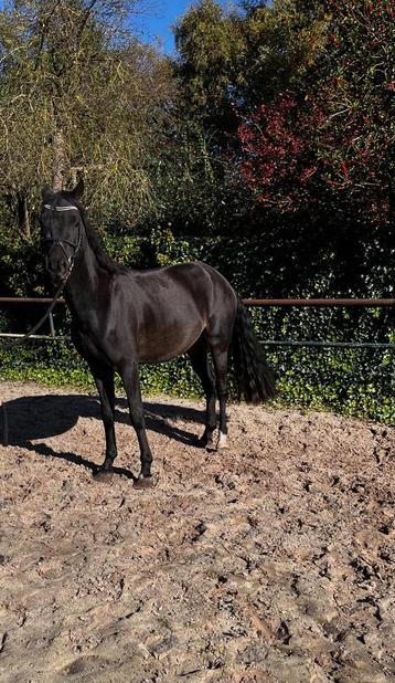 Prachtige pony D beschikbaar voor biedingen