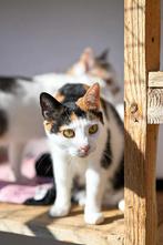 Jong volwassen ,6maand tot 1 jaar, europees korthaar katjes, Dieren en Toebehoren, Katten en Kittens | Overige Katten, Meerdere dieren