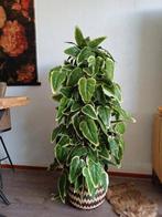 Kunstplant nieuw 120 cm, Ophalen of Verzenden, Nieuw, Binnen