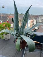 Agave plant, met kleintjes in pot., Tuin en Terras, Volle zon, Vaste plant, Bloeit niet, Ophalen