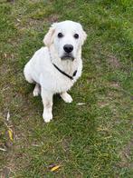 Honden oppas gezocht, Mei, Mannelijk