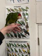 Tamme pratende groenwang amazonepapegaai, Dieren en Toebehoren, Vogels | Parkieten en Papegaaien, Papegaai, Geringd