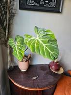 Philodendron Gloriosum African Form, Huis en Inrichting, Kamerplanten, Overige soorten, In pot, Minder dan 100 cm, Groene kamerplant