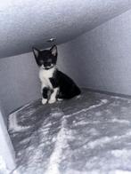 Kittens 7 en een half week oud, Dieren en Toebehoren, Katten en Kittens | Raskatten | Korthaar, Meerdere dieren