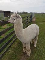 Alpaca dek hengst, Dieren en Toebehoren, Overige Dieren, Augustus, Mannelijk