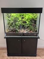 Zeer compleet Dutch Rana Terrarium Vol met gifkikkers, Dieren en Toebehoren, Reptielen en Amfibieën | Toebehoren, Ophalen, Gebruikt