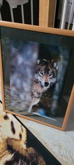 Wolf Foto/Poster Ingelijst, Ophalen