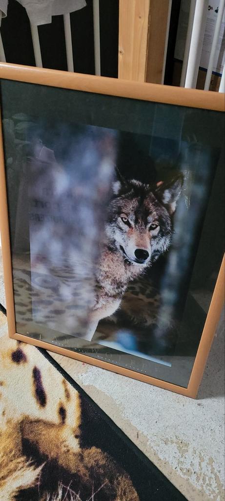 Wolf Foto/Poster Ingelijst, Huis en Inrichting, Woonaccessoires | Schilderijen, Tekeningen en Foto's, Ophalen