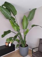 Strelitzia Nicolai, Ophalen, Overige soorten, 200 cm of meer