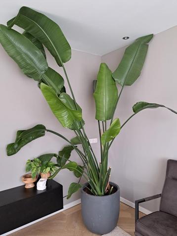 Strelitzia Nicolai beschikbaar voor biedingen