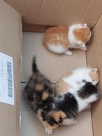 Lieve boerderij kittens, Dieren en Toebehoren, Katten en Kittens | Overige Katten, Meerdere dieren