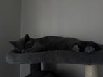 Britse Korthaar Zussen, Dieren en Toebehoren, Katten en Kittens | Raskatten | Korthaar, Poes, Ontwormd, 0 tot 2 jaar