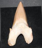 Haaientand, Verzamelen, Mineralen en Fossielen, Ophalen of Verzenden, Fossiel