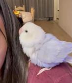 lieve dwergpapegaai blauw, Dieren en Toebehoren, Vogels | Parkieten en Papegaaien, Vrouwelijk, Dwergpapegaai of Agapornis