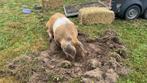 Gezocht groentes, Dieren en Toebehoren, Ophalen, Vee