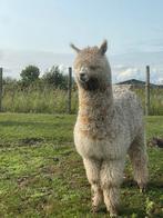 Alpaca hengst veulen en jaarling, Juni, Mannelijk