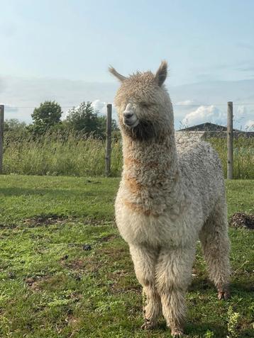 Alpaca hengst veulen en jaarling beschikbaar voor biedingen