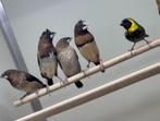 Bastaard rietvinken x japanse meeuwen, Dieren en Toebehoren, Vogels | Overige Vogels, Mannelijk, Tropenvogel