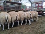 Texelaar rammen en ooilammeren, Dieren en Toebehoren, Schapen, Geiten en Varkens, Mannelijk, Schaap, 0 tot 2 jaar