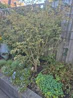 Japanse Esdoorn - Acer Palmatum Kagiri Nishiki, Tuin en Terras, Planten | Bomen, Ophalen, Halfschaduw, Overige soorten, 100 tot 250 cm