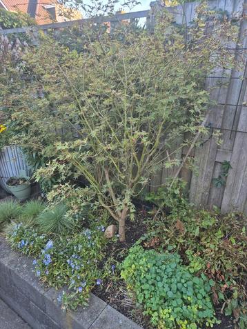 Japanse Esdoorn - Acer Palmatum Kagiri Nishiki beschikbaar voor biedingen