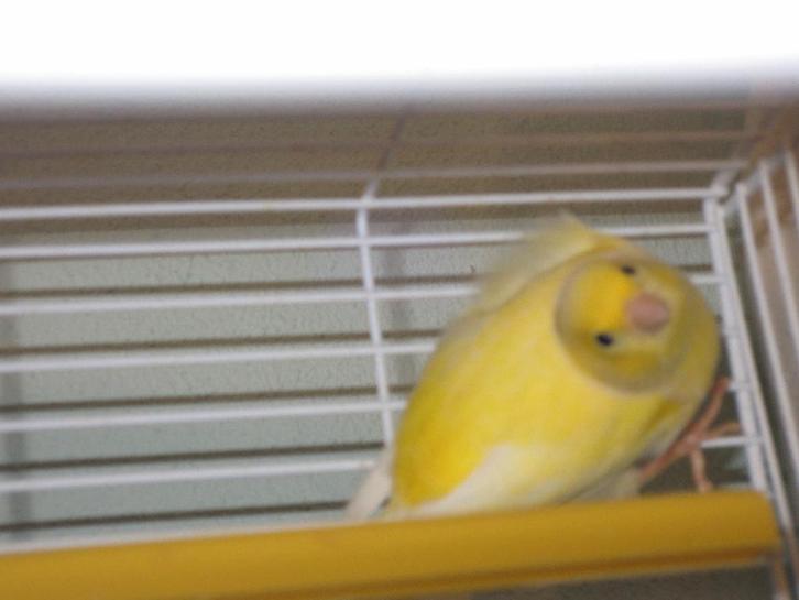 Raszuivere Timbrado Mannen ( 2025), Dieren en Toebehoren, Vogels | Kanaries, Zangkanarie, Mannelijk