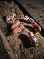 Minivarkentjes, Dieren en Toebehoren, Schapen, Geiten en Varkens, Meerdere dieren, Varken, 0 tot 2 jaar