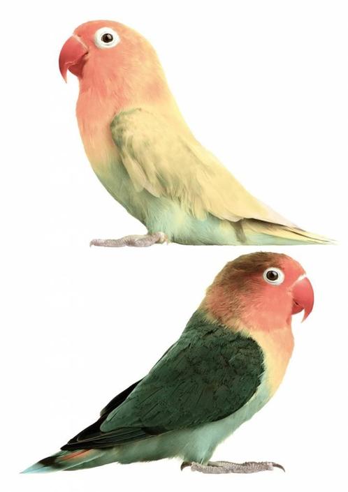 Muursticker Wandsticker Sticker Lovebirds KEK Amsterdam, Kinderen en Baby's, Kinderkamer | Inrichting en Decoratie, Nieuw, Wanddecoratie