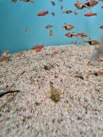 L519, Acistrus Sp. Rio Itenez, algeneter