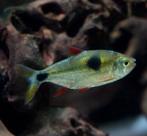 "Dwerg Piranha" Exodon, Dieren en Toebehoren, Vis, Zoetwatervis, Schoolvis