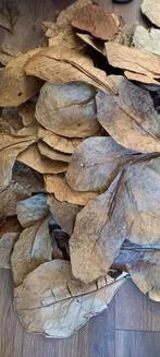 Catappa, mango, Guave bladeren, Ophalen of Verzenden, Nieuw, Overige typen