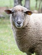 Gratis onbewerkt schapenwol gezocht, Meerdere dieren
