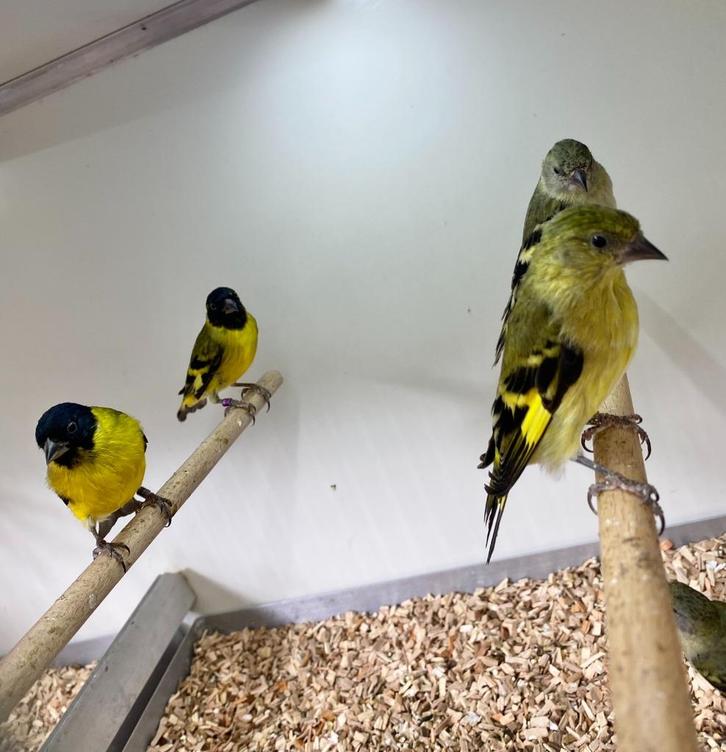 Zwartkopsijzen koppels, Dieren en Toebehoren, Vogels | Overige Vogels, Meerdere dieren