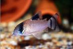 Corydoras (Hoplisoma) oiapoquensis 10x, Vis