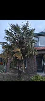Mooie dadelboom te koop, Tuin en Terras, Planten | Bomen, Bloeit niet, 250 tot 400 cm, Palmboom, Ophalen