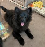 pomeriaan hond, Dieren en Toebehoren, Honden | Chihuahua's en Gezelschapshonden, Rabiës (hondsdolheid), 15 weken tot 1 jaar, Eén hond