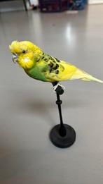 Opgezette grasparkiet, Verzamelen, Dierenverzamelingen, Ophalen, Vogel, Opgezet dier