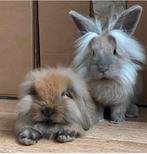 Mooie dwergkonijntjes kruising lionhead en hangoortje, Dieren en Toebehoren, Konijnen, Meerdere dieren, Dwerg, 0 tot 2 jaar